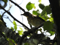 Turdus assimilis
