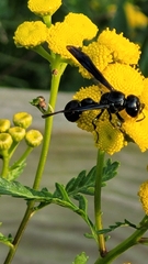 Zethus spinipes spinipes