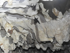 Peropteryx macrotis