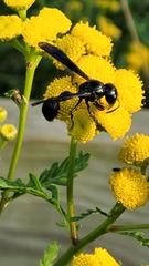 Zethus spinipes spinipes