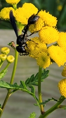 Zethus spinipes spinipes