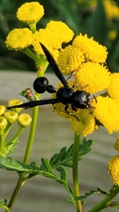 Zethus spinipes spinipes