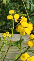 Zethus spinipes spinipes