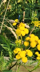 Zethus spinipes spinipes