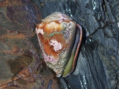Conus sanguinolentus