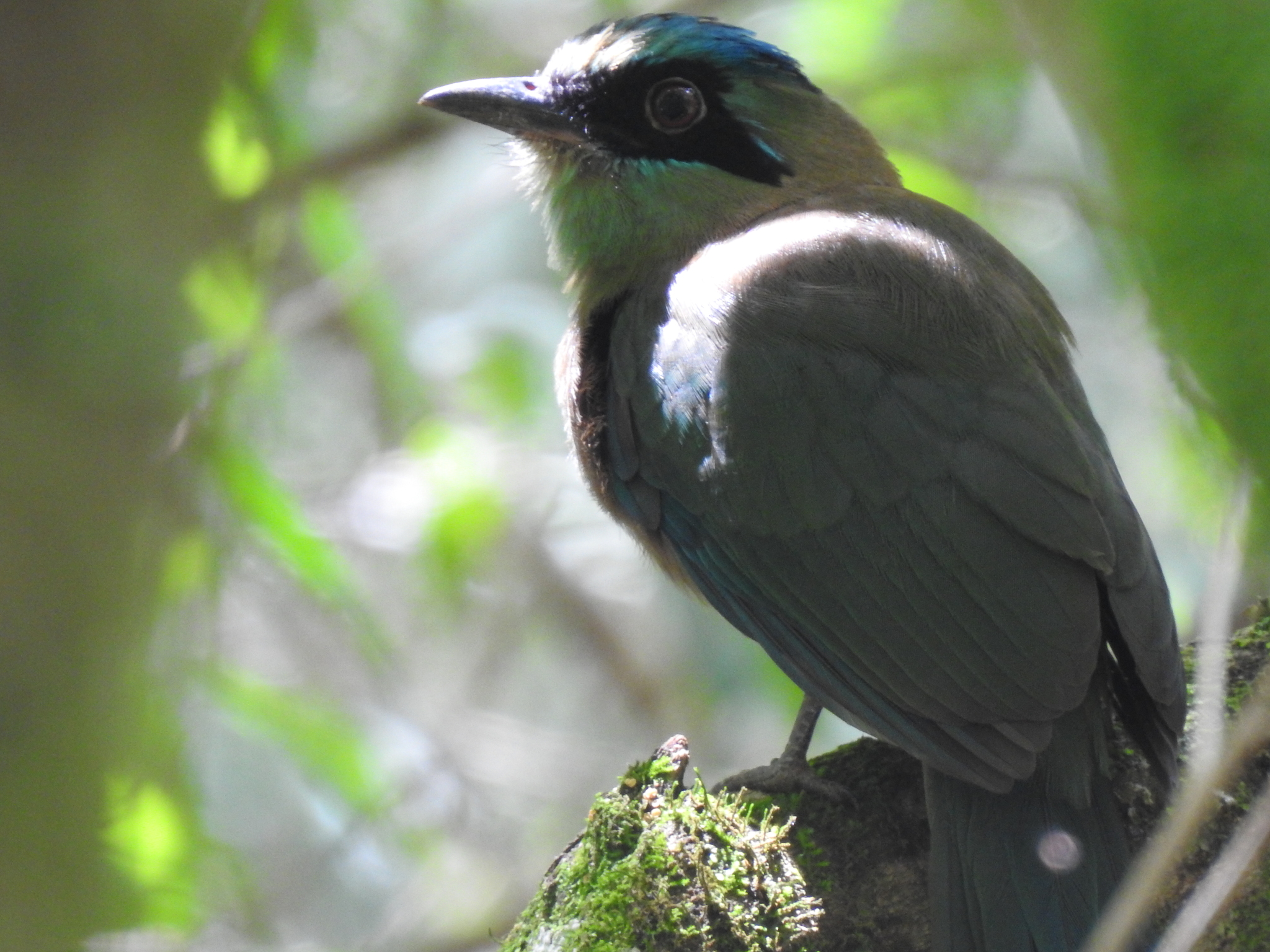 Blue-capped Motmot illustration