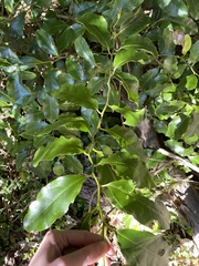 Pennantia cunninghamii