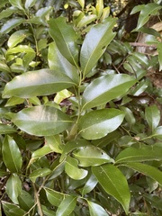 Cryptocarya bidwillii