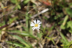 Noticastrum marginatum