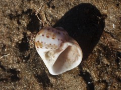 Naticarius alapapilionis