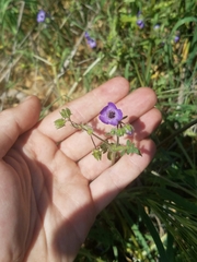 Pholistoma auritum auritum