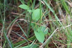 Muehlenbeckia tamnifolia