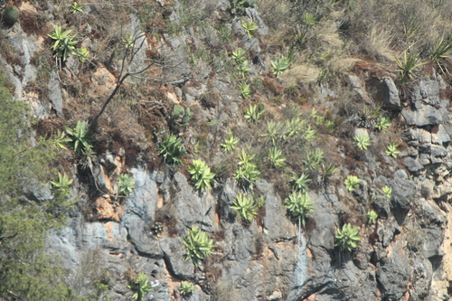 Mitis Century Plant