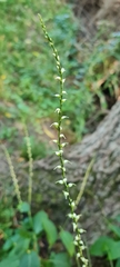 Persicaria virginiana