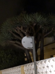 Asio otus canariensis