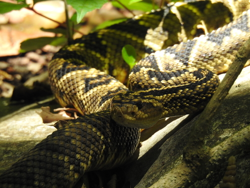 Totonacan Rattlesnake, Crotalus totonacus