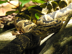 Crotalus totonacus