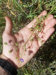 Pholistoma auritum auritum