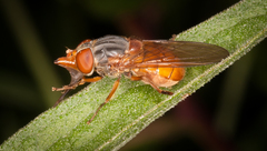 Rhingia rostrata
