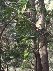 Lardizabala biternata