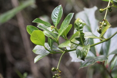 Palicourea boqueronensis