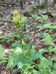 Solidago macrophylla