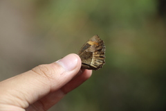 Pedaliodes phaea