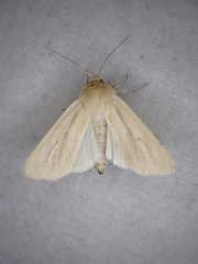 Mythimna pallens