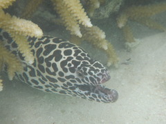 Gymnothorax favagineus