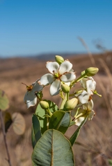 Kielmeyera variabilis