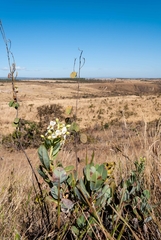 Kielmeyera variabilis