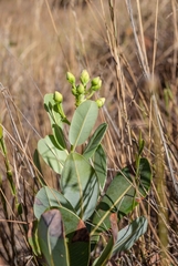 Kielmeyera variabilis