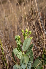 Kielmeyera variabilis