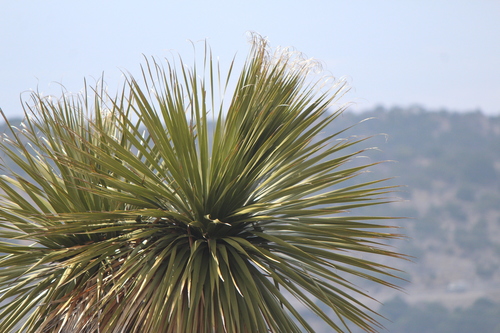 Image of Nolina parviflora by (c) José Belem Hernández Díaz, some rights reserved (CC BY)