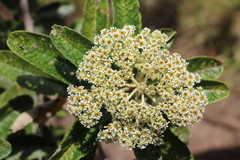 Linochilus tenuifolius