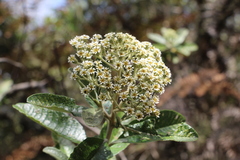 Linochilus tenuifolius