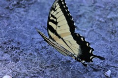 Papilio glaucus image