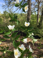 Philadelphus inodorus
