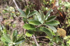 Linochilus tenuifolius