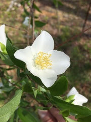 Philadelphus inodorus