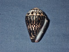 Conus chaldaeus