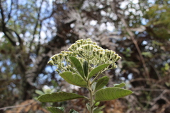 Linochilus tenuifolius