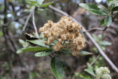 Linochilus tenuifolius