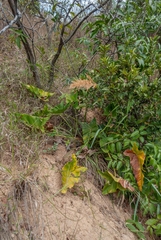 Thaumatophyllum uliginosum