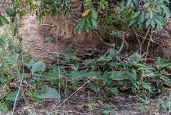 Thaumatophyllum uliginosum