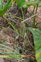 Thaumatophyllum uliginosum