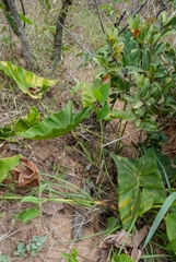 Thaumatophyllum uliginosum