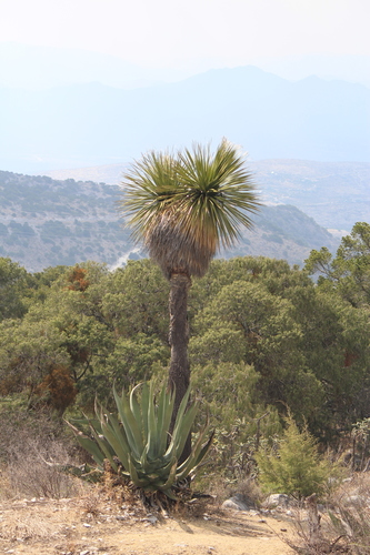 Image of Nolina parviflora by (c) José Belem Hernández Díaz, some rights reserved (CC BY)
