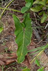Thaumatophyllum uliginosum
