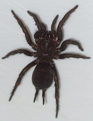 Australothele jamiesoni